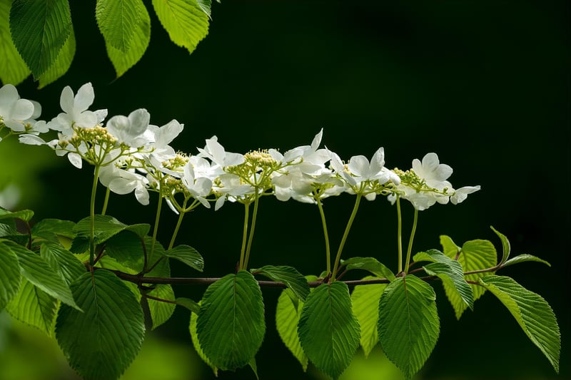 Springtime Freshness